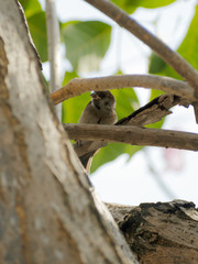 Eurasian Tree Sparrow that lay on the branches of large trees