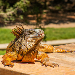 Green Iguana