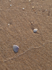 White shells placed on the sand For natural background