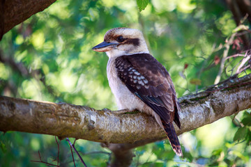 kookaburra sitting on a branch waiting to find a feed