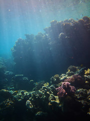 Fototapeta na wymiar colorful underwater photo of coral reefs in red sea