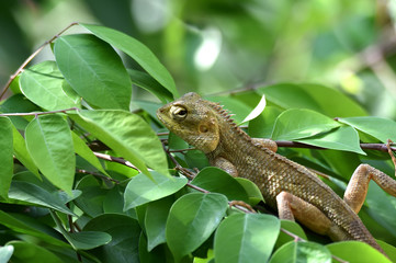 brown chameleon on the star fruit tree in the morning looking for food.