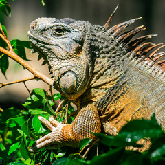 Green Iguana