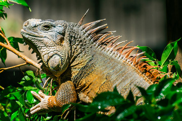 Green Iguana