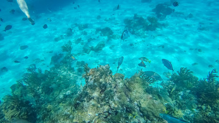 Naklejka na ściany i meble Snorkeling in the Cayman Islands. Photo taken during a snorkeling expedition tour in the Cayman Islands.