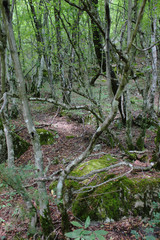 Fototapeta premium Dense Forest next to the Pozar Thermal Baths Aridaia Greece