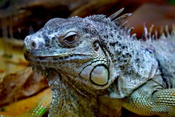 The green  iguana  is a large herbivorous lizard of the Iguana family, which leads the daily woody way of life. It lives in Central and South America