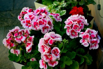 Flowering pot geranium