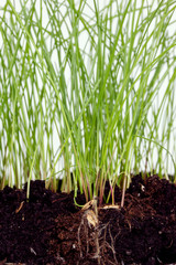 grass grows in the ground. you can see the roots, the underground part of the plant.