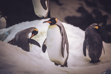 Fototapeta premium Small cute penguin standing on ice