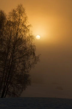 Baum Sonne Morgends Nebel