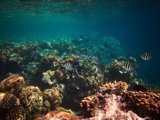 Beautiful colorful underwater photo of coral reefs in red sea