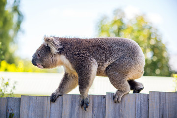 A koala bear walking along the top of a wooden fence to get to a tree