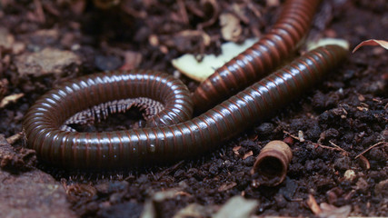 Giant centipede insect crawling around
