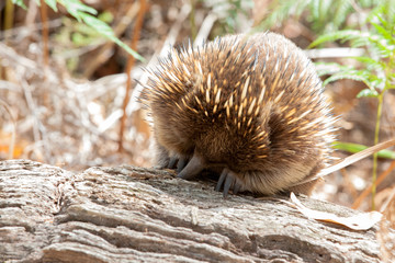 With its head down and its beak in the log, a short beaked echidna (Tachyglossus aculeatus) or spiny ant eater enjoys a feast of ants.