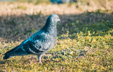 dove resting on the grass