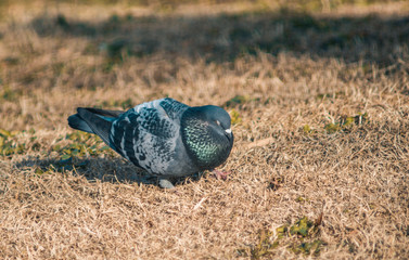 dove resting on the grass
