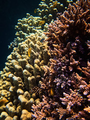 close up underwater photo of coral reefs in red sea