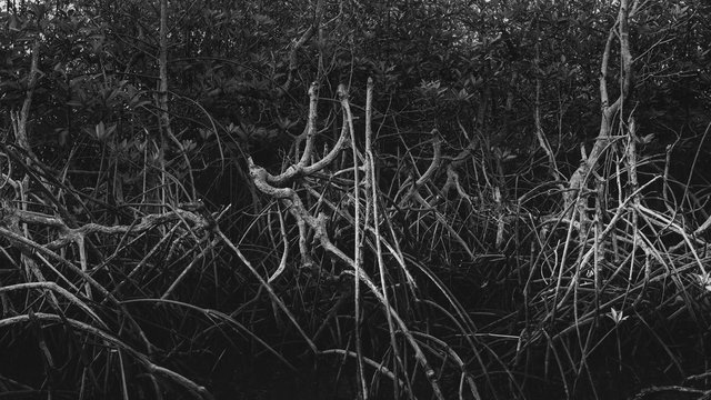 karimun jawa mangrove