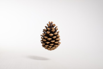 Pine cone in the air on a white background.