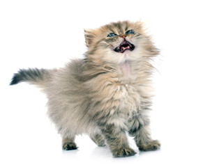 Obraz premium persian kitten