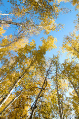 autumn landscape, birch