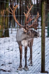 reindeer in captivity © Jevgenijs