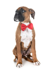 puppy boxer in studio