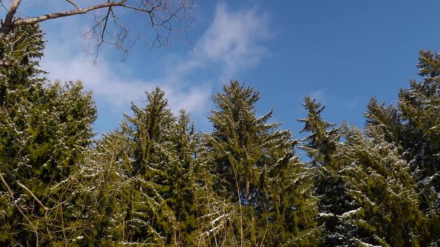 Melting snow on the pine woods, blue sky with white clouds, camera movement from left to right.