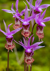 Calypso Orchid (Calypso bulbosa). Willamette Valley, Oregon. - obrazy, fototapety, plakaty