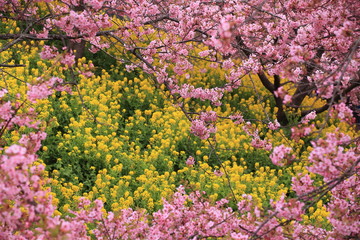 Obraz premium 菜の花畑を包むピンクの桜