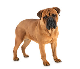 bullmastiff in studio