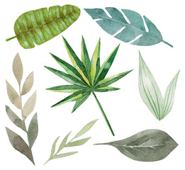 Set of green tropical palm, monstera leaves. Exotic and jungle trendy style. Hand drawn watercolor illustration. Exotic hawaiian summer design for print, printing on paper or fabric. Isolated on white