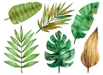 Set of green tropical palm, monstera leaves. Exotic and jungle trendy style. Hand drawn watercolor illustration. Exotic hawaiian summer design for print, printing on paper or fabric. Isolated on white © Anastasia