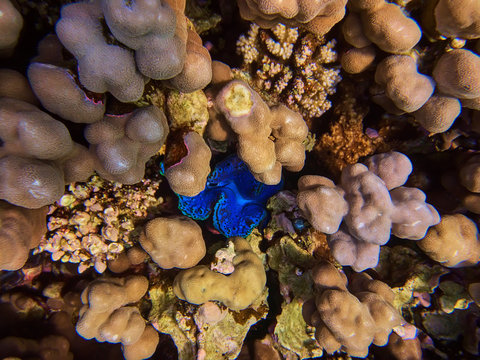 closeup underwater colorful photo of coral reef and tridacna giant clam