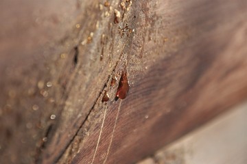 Congealed drop of resin