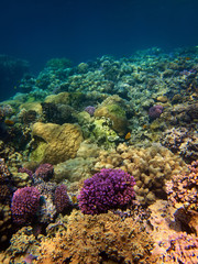 Naklejka na ściany i meble Beautiful colorful underwater photo of coral reefs in red sea
