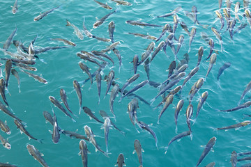 Fototapeta na wymiar herd mullet fish on the water surface