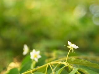Flower of Flacourtia rukam Tree with Natural Morning Light and Green Nature Background in Thailand.