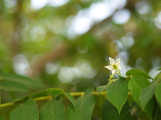 Flower of Flacourtia rukam Tree with Natural Morning Light and Green Nature Background in Thailand.
