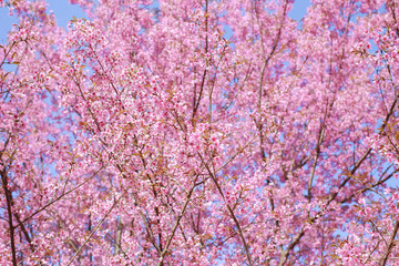 Wild Himalayan Cherry Blossoms in spring season (Prunus cerasoides), Sakura in Thailand, selective focus, Phu Lom Lo, Loei, Thailand.
