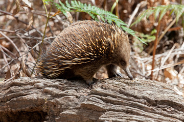 A closeup look at a short beaked echidna (Tachyglossus aculeatus) or spiny ant eater as it looks for ants and termites in a rotting log.