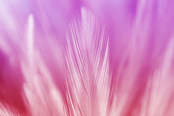 Pastel chicken feathers in soft and blur style for background and art design