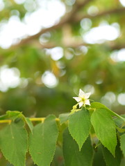 Flower of Flacourtia rukam Tree with Natural Morning Light and Green Nature Background in Thailand.