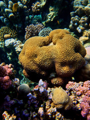 close up underwater photo of symmetrical brain coral coral in red sea