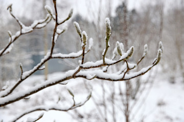 close-up view of tree branches with green buds covered with snow after snowfall