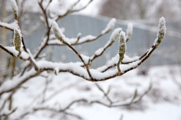 close-up view of tree branches with green buds covered with snow after snowfall