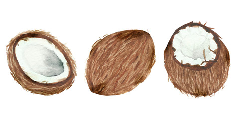 Hand painted watercolor coconut, ripe sliced half, food art isolated on white background.