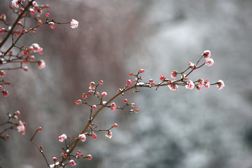 tree branches with pink flower buds covered with snow and frost