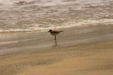 Bird on the beach